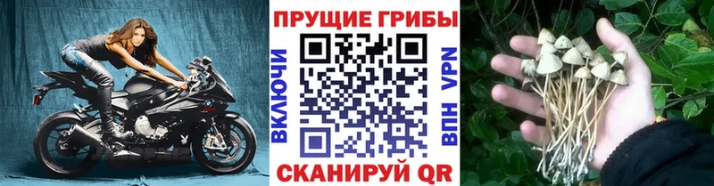 Галлюциногенные грибы прущие грибы  купить закладку  Котлас 